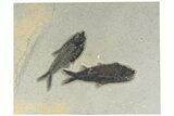 Diplomystus & Knightia Fossil Fish - Wyoming #189623-1